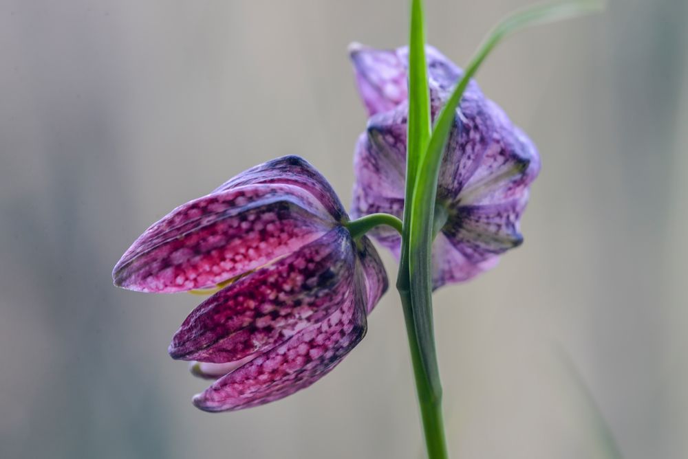 Fritillaria meleagris