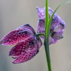 Fritillaria meleagris