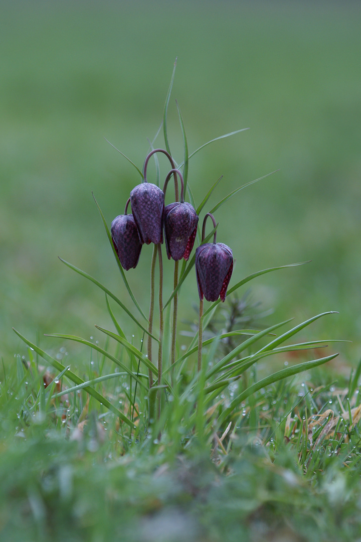 fritillaria meleagris