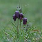 fritillaria meleagris