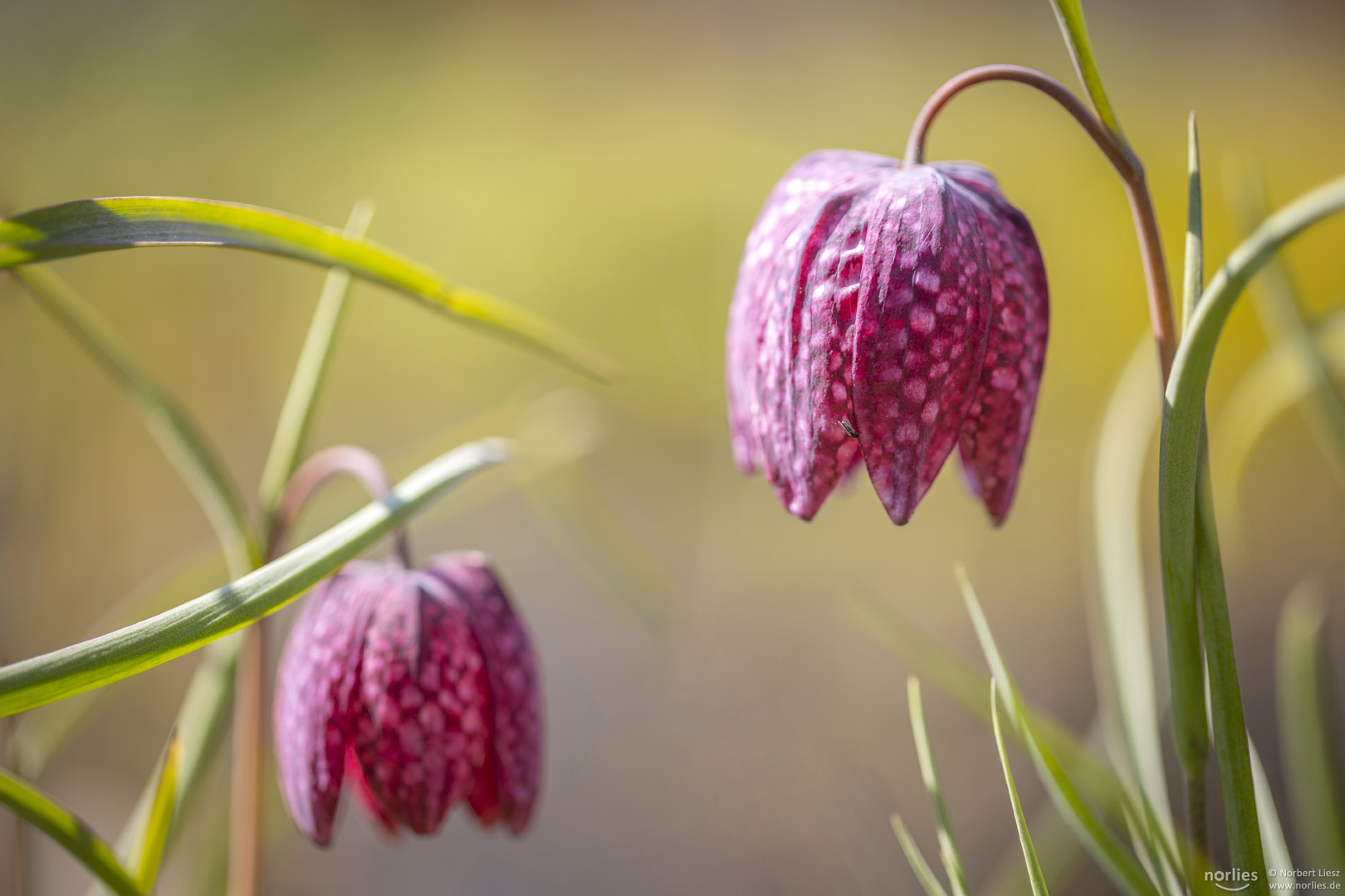 fritillaria meleagris blooming