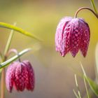 fritillaria meleagris blooming