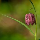 fritillaria meleagris blooming in the garden