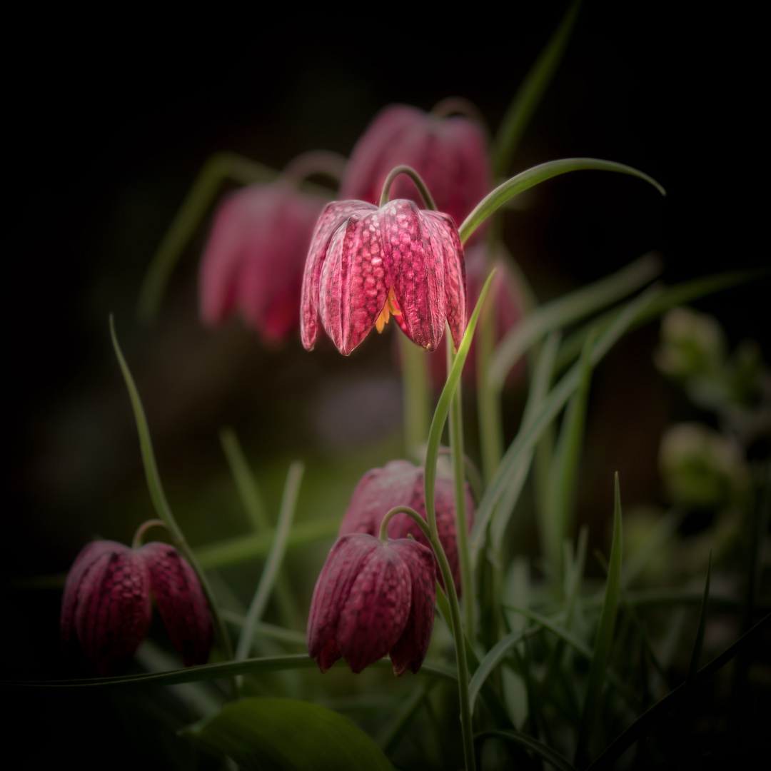 Fritillaria meleagris