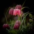 Fritillaria meleagris