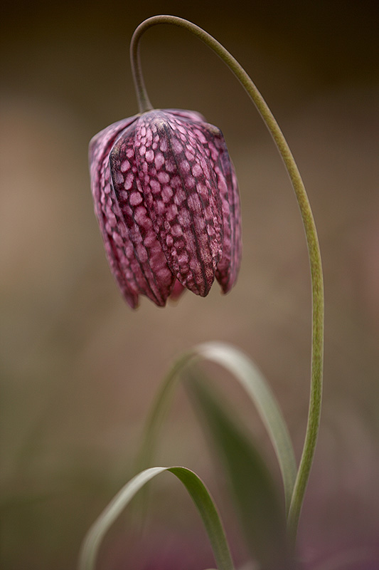 Fritillaria meleagris