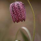 Fritillaria meleagris