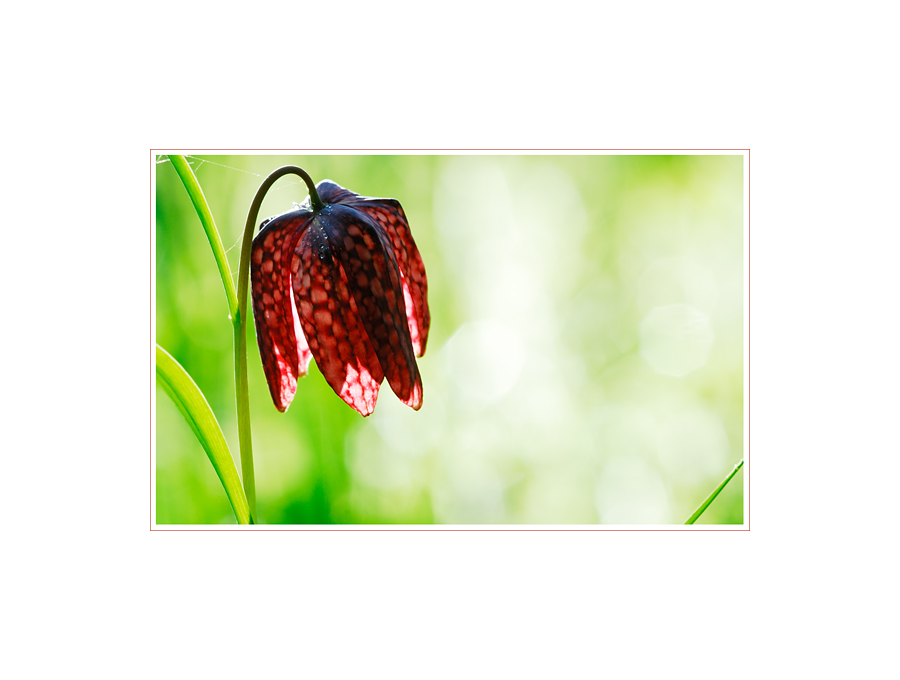 Fritillaria meleagris