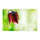 Fritillaria meleagris