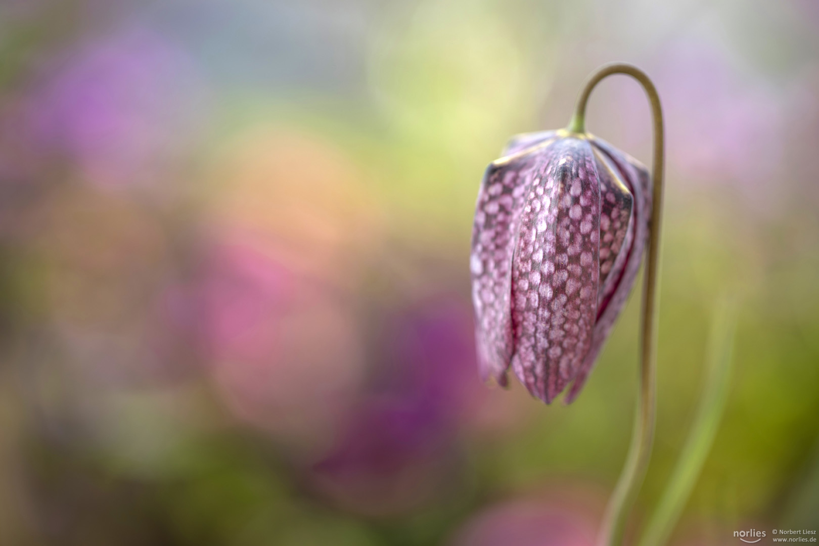 fritillaria meleagris colors