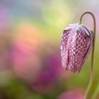 fritillaria meleagris colors