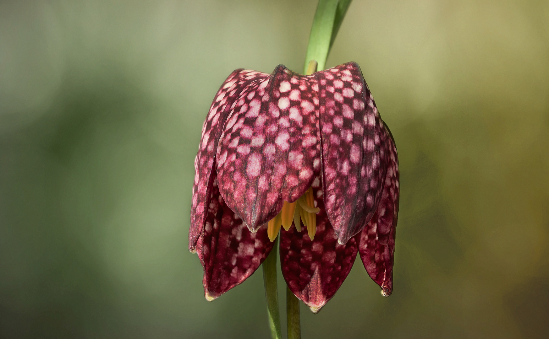 Fritillaria meleagris - Die Schachbrettblume..