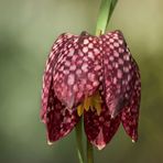 Fritillaria meleagris - Die Schachbrettblume..