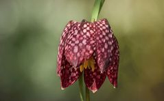 Fritillaria meleagris - Die Schachbrettblume..