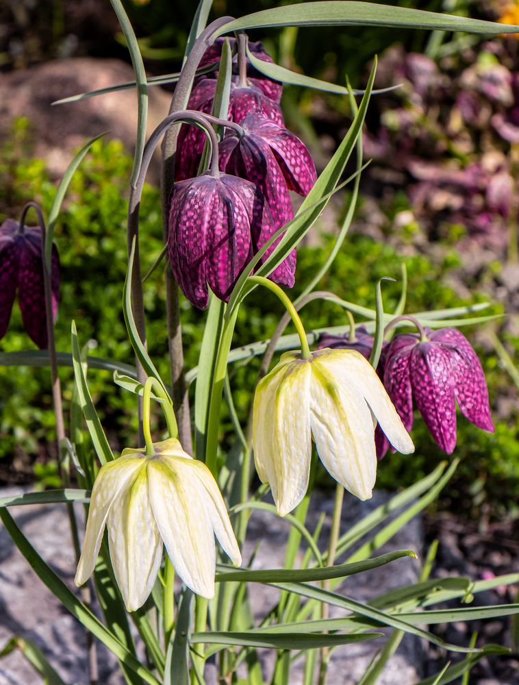 Fritillaria meleagris