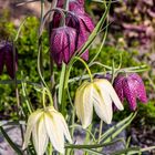 Fritillaria meleagris