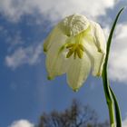 Fritillaria meleagris f. alba 2