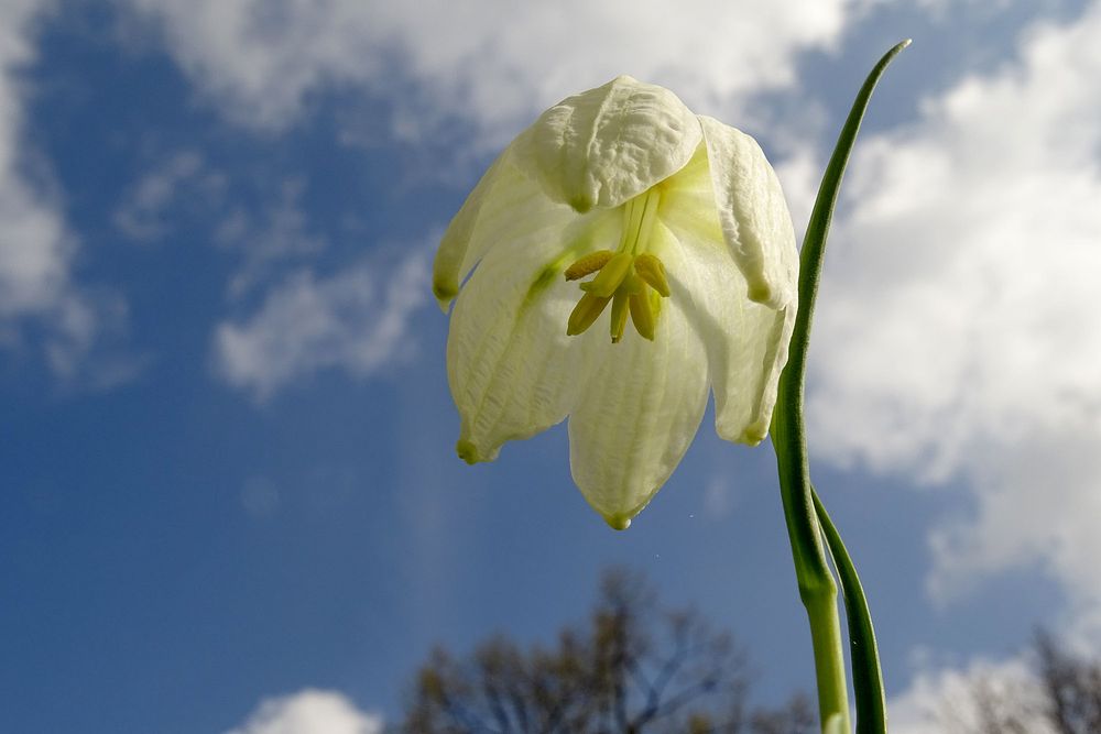 Fritillaria meleagris f. alba 2