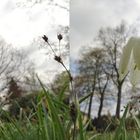 Fritillaria meleagris f. alba