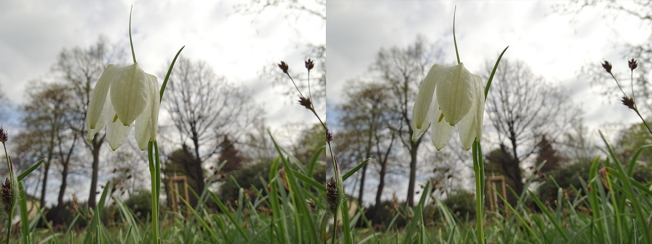 Fritillaria meleagris f. alba