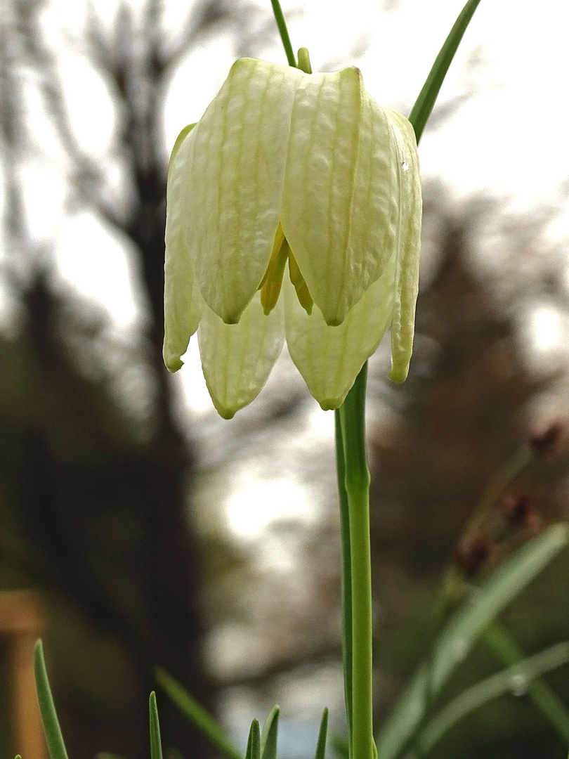 Fritillaria meleagris f. alba