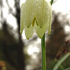 Fritillaria meleagris f. alba