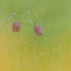 Fritillaria meleagris