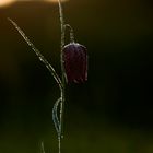 Fritillaria meleagris