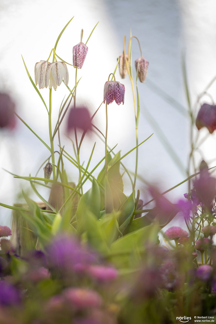 fritillaria meleagris flowers