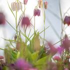 fritillaria meleagris flowers