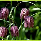 (-: Fritillaria meleagris, für die Nichtlateiner: Schachbrettblume :-)