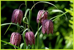 (-: Fritillaria meleagris, für die Nichtlateiner: Schachbrettblume :-)