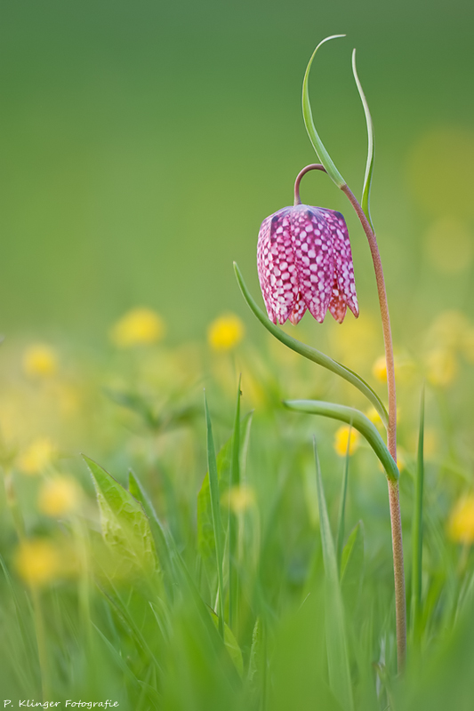 Fritillaria meleagris II