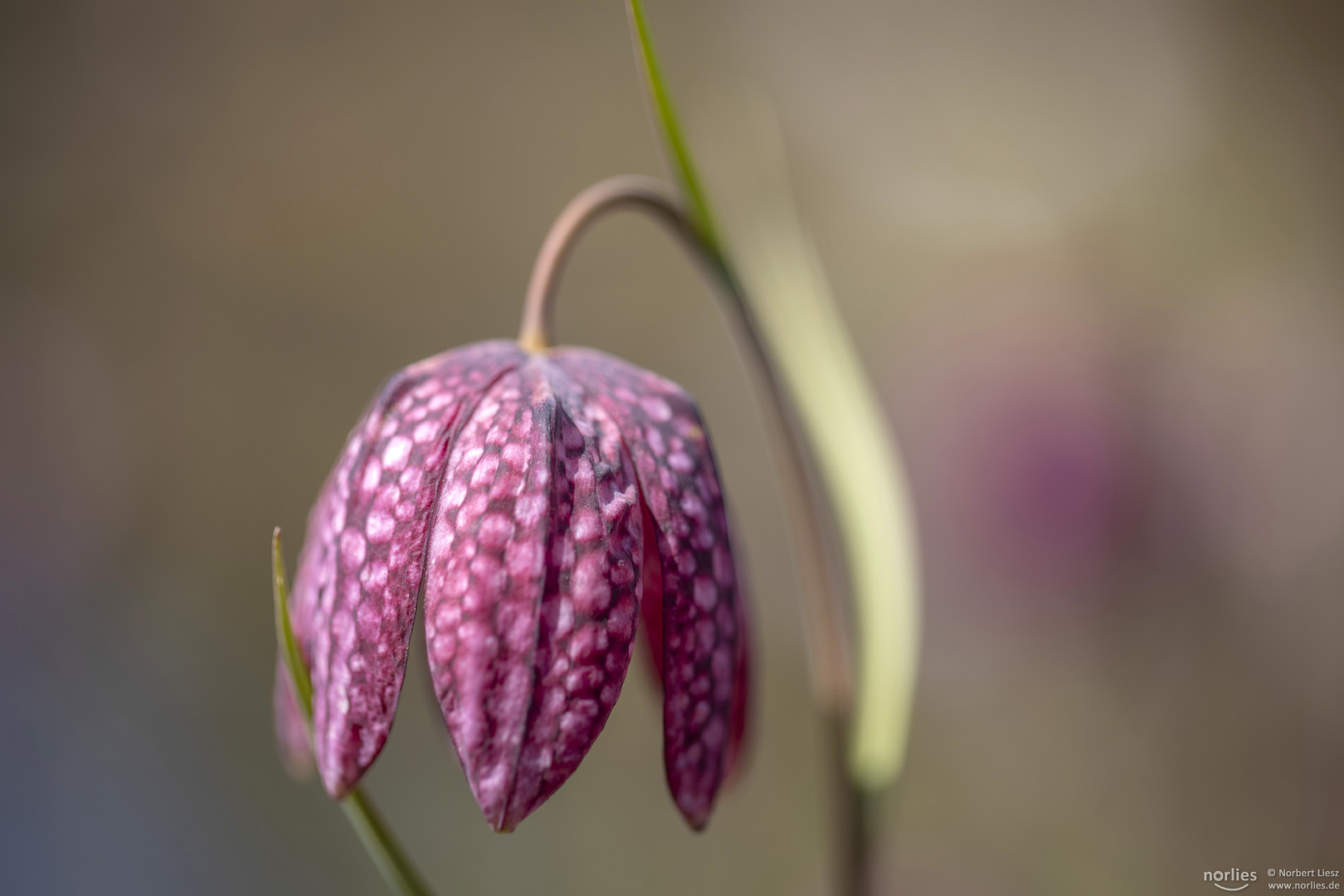 fritillaria meleagris in touch