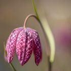 fritillaria meleagris in touch