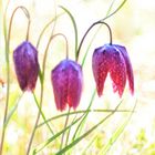 Fritillaria meleagris L.,