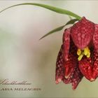 Fritillaria meleagris - Schachbrettblume....