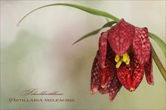 Fritillaria meleagris - Schachbrettblume....