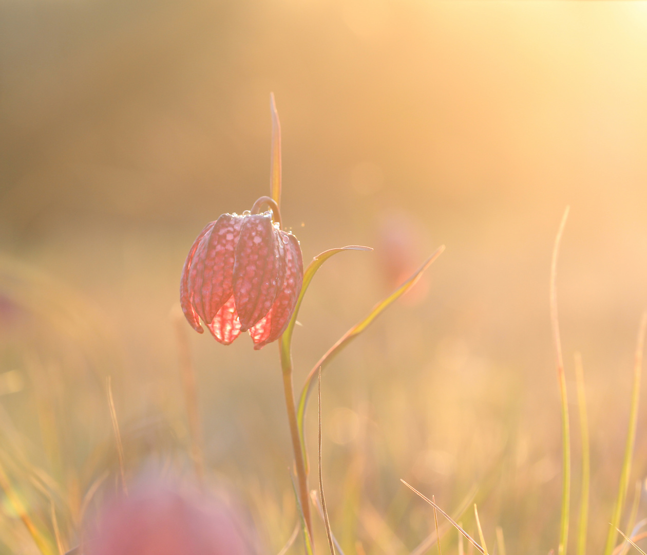 Fritillaria meleagris - Schachbrettblume...