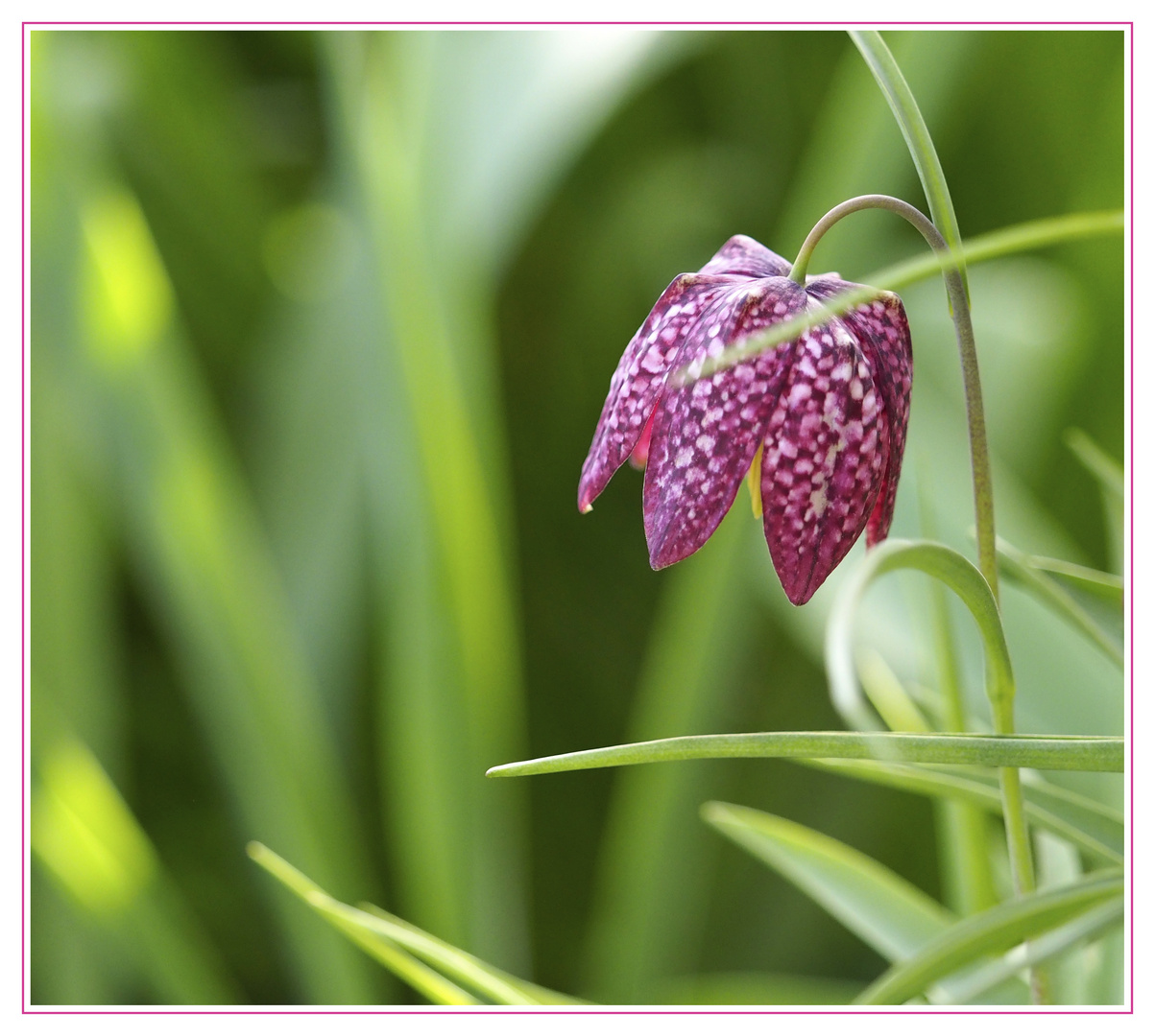 Fritillaria meleagris (Schachbrettblume) Foto &amp; Bild