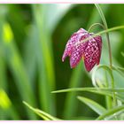 Fritillaria meleagris (Schachbrettblume)