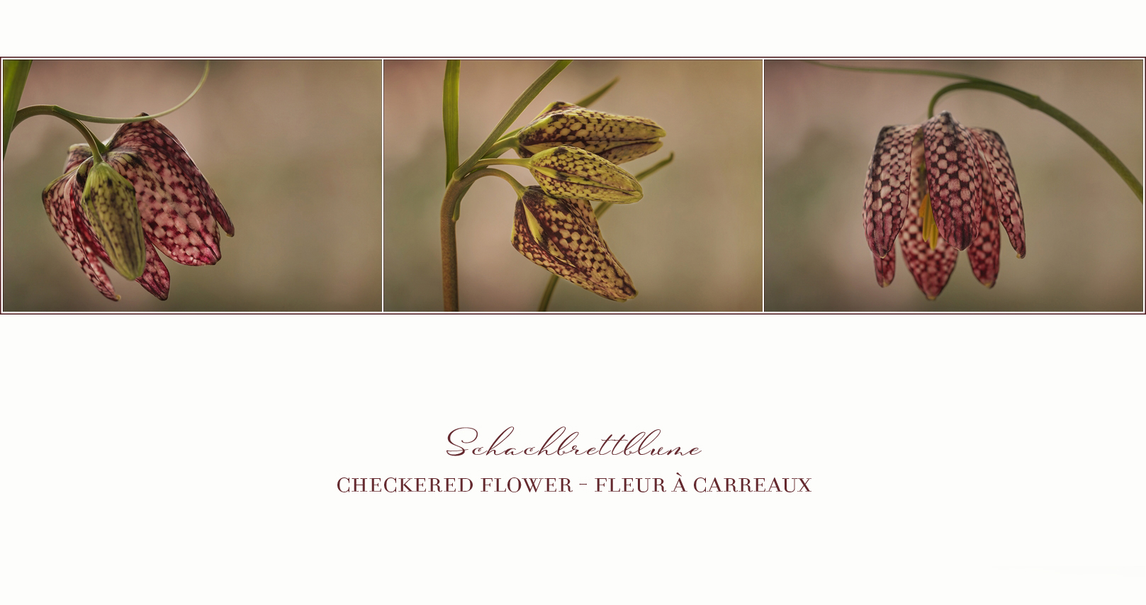 Fritillaria meleagris - Schachbrettblume -