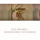 Fritillaria meleagris - Schachbrettblume -