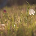 Fritillaria meleagris - Schachbrettblume...