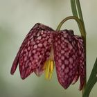 Fritillaria meleagris - Schachbrettblume...