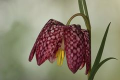 Fritillaria meleagris - Schachbrettblume...