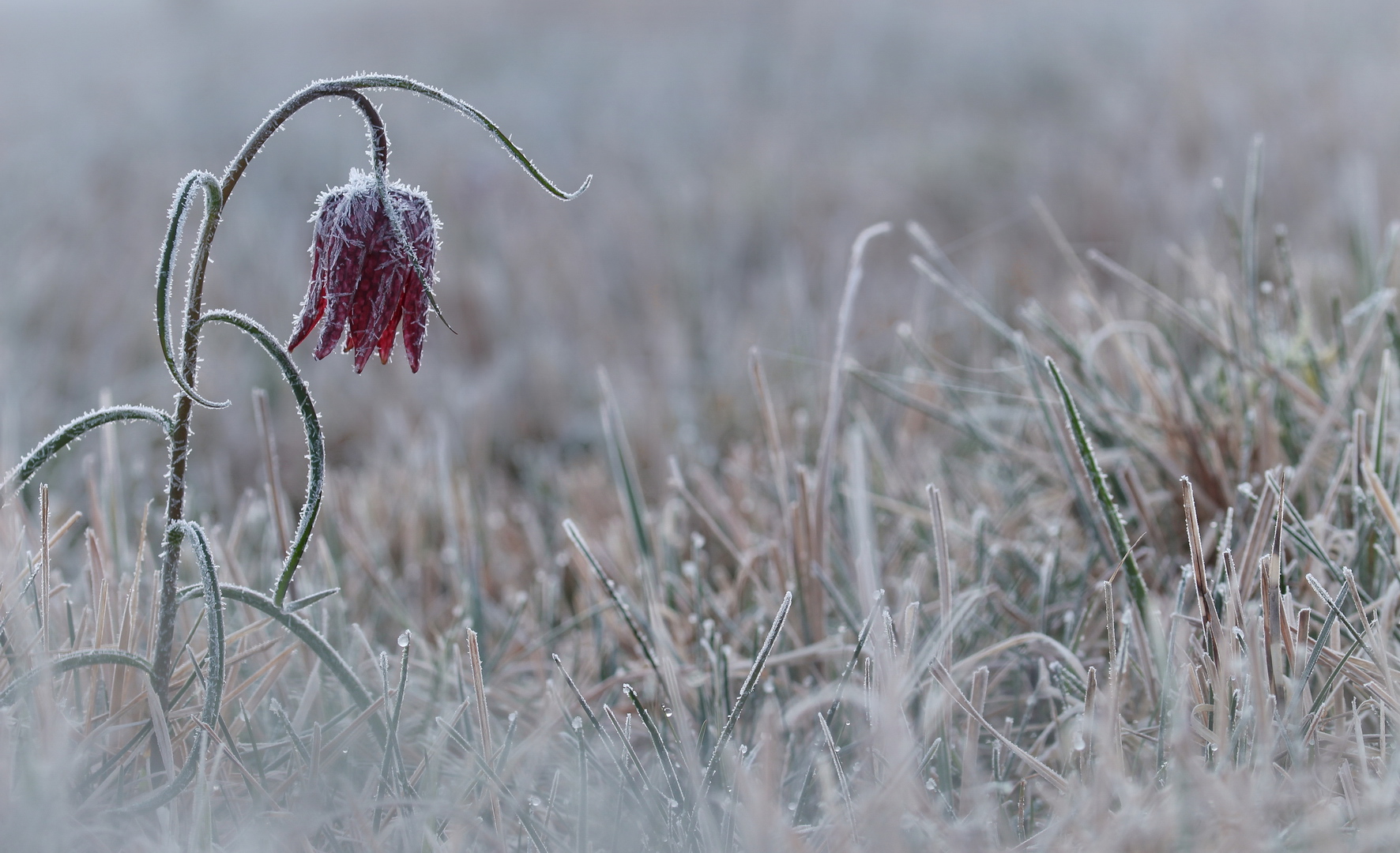 Fritillaria meleagris - Schachbrettblume