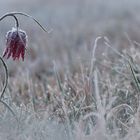 Fritillaria meleagris - Schachbrettblume