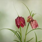 Fritillaria meleagris - Schachbrettblume...