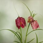 Fritillaria meleagris - Schachbrettblume...